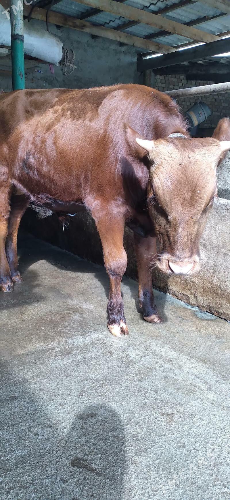 okuz - Хитровка - img 6