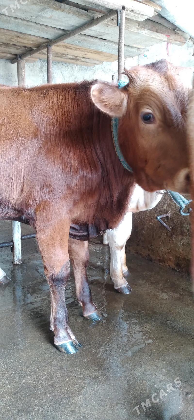 okuz - Хитровка - img 4