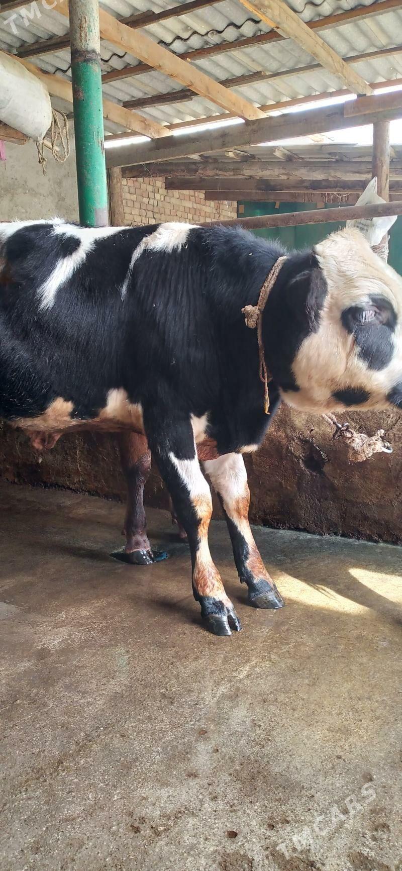 okuz - Хитровка - img 5