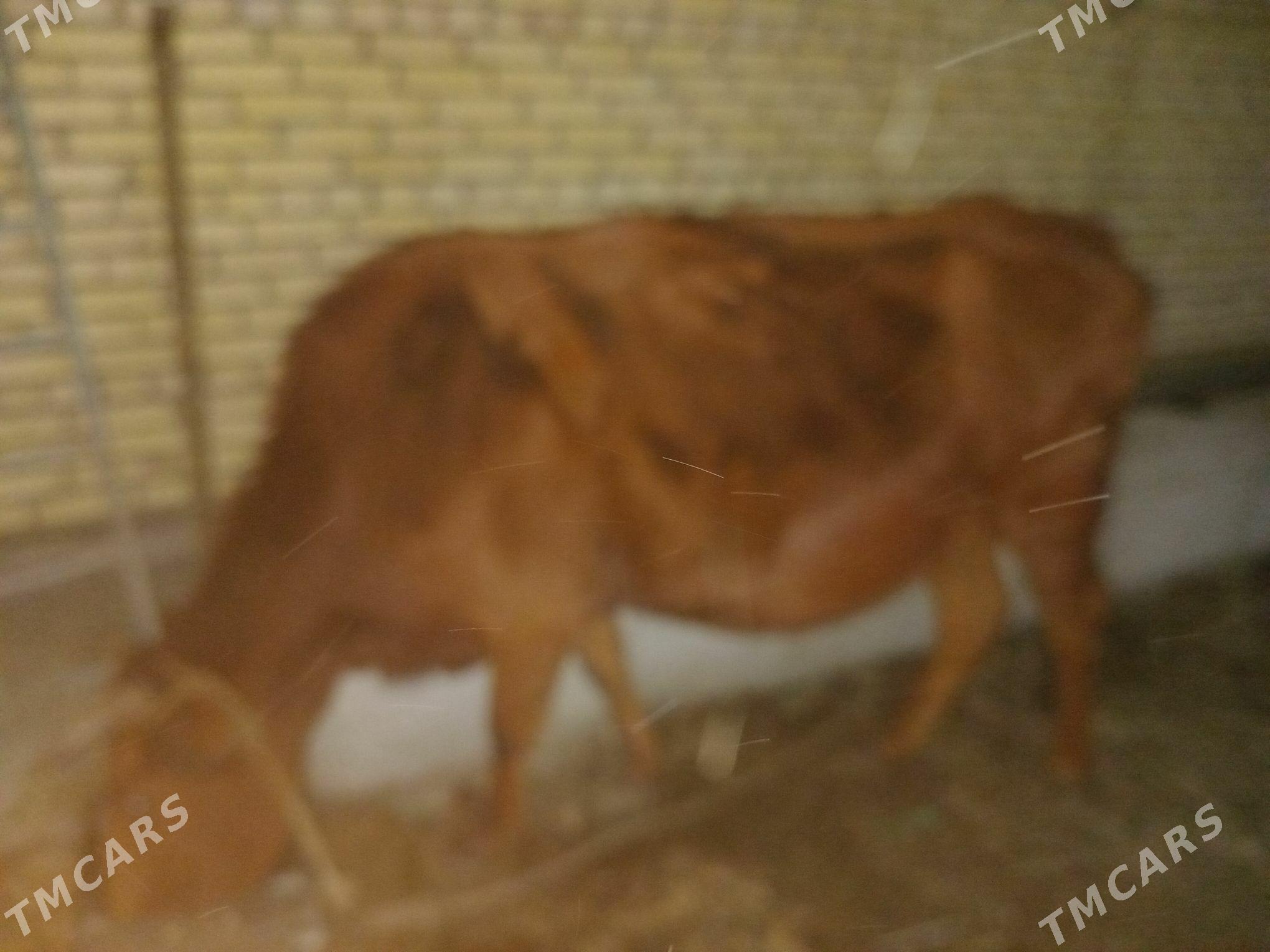 Sygyr - Saýat - img 2