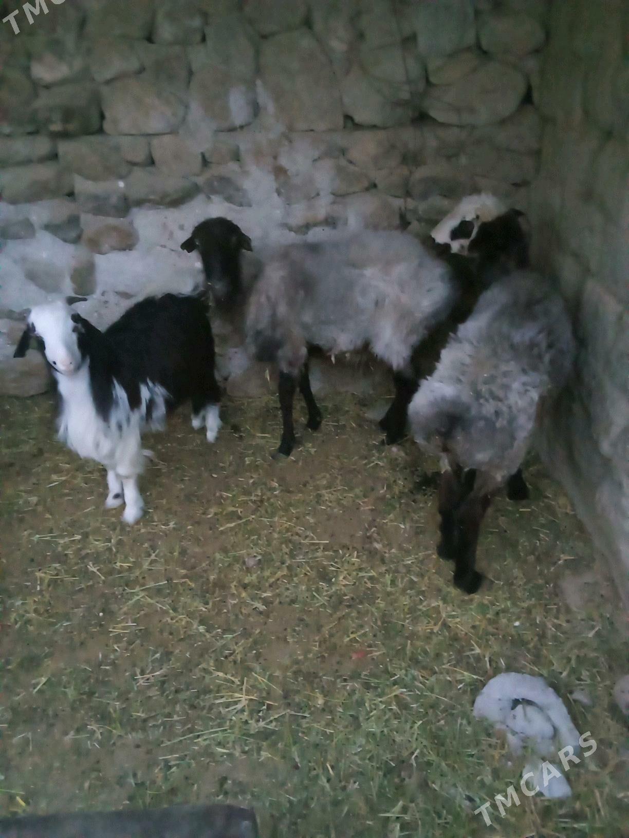 Goyunlar - Бахарден - img 3