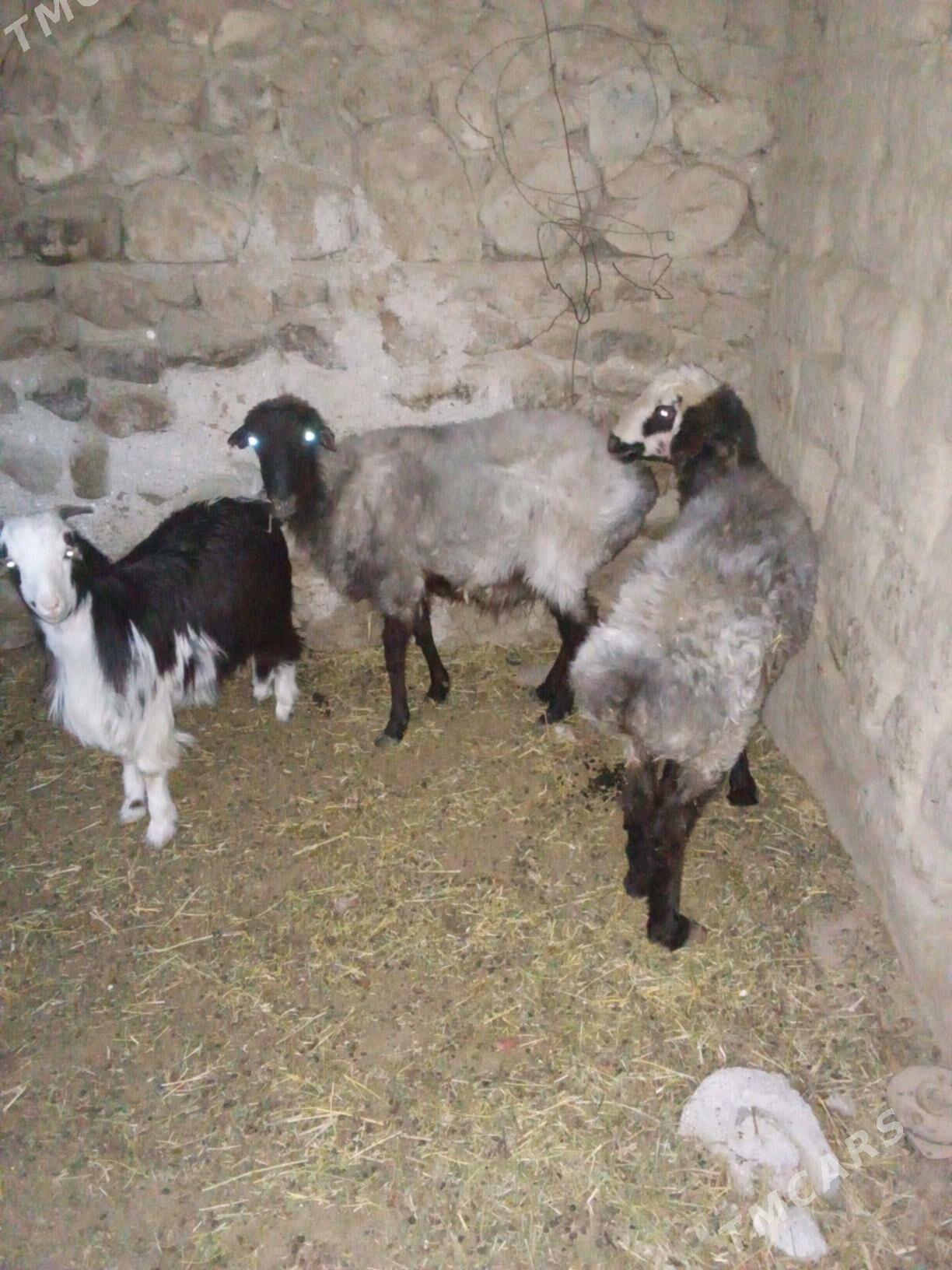 Goyunlar - Бахарден - img 2