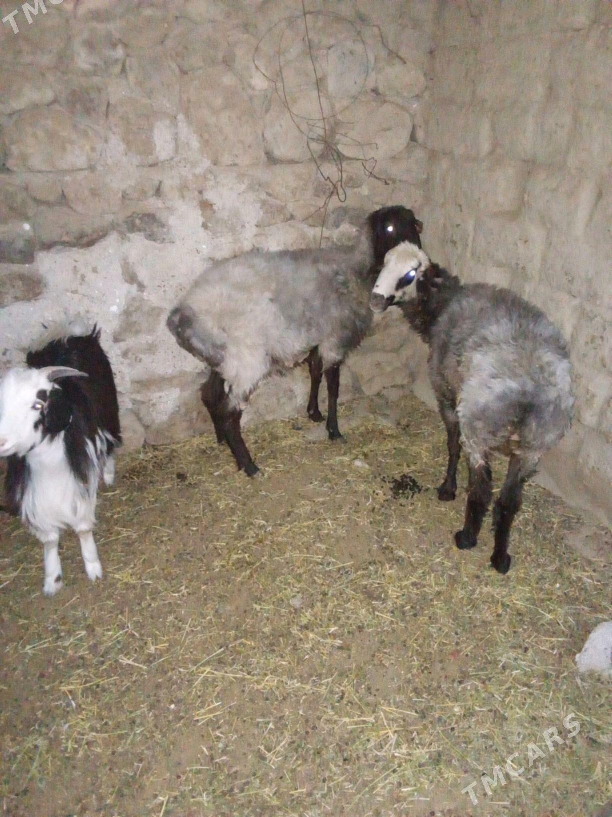 Goyunlar - Бахарден - img 1