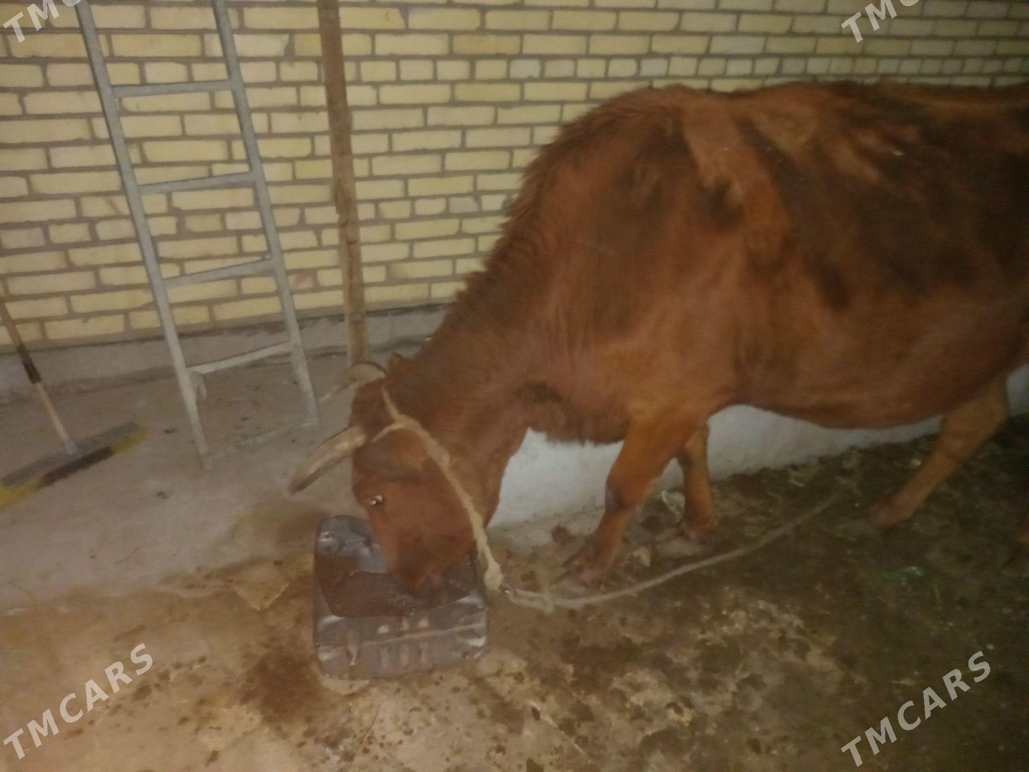 Sygyr - Saýat - img 3