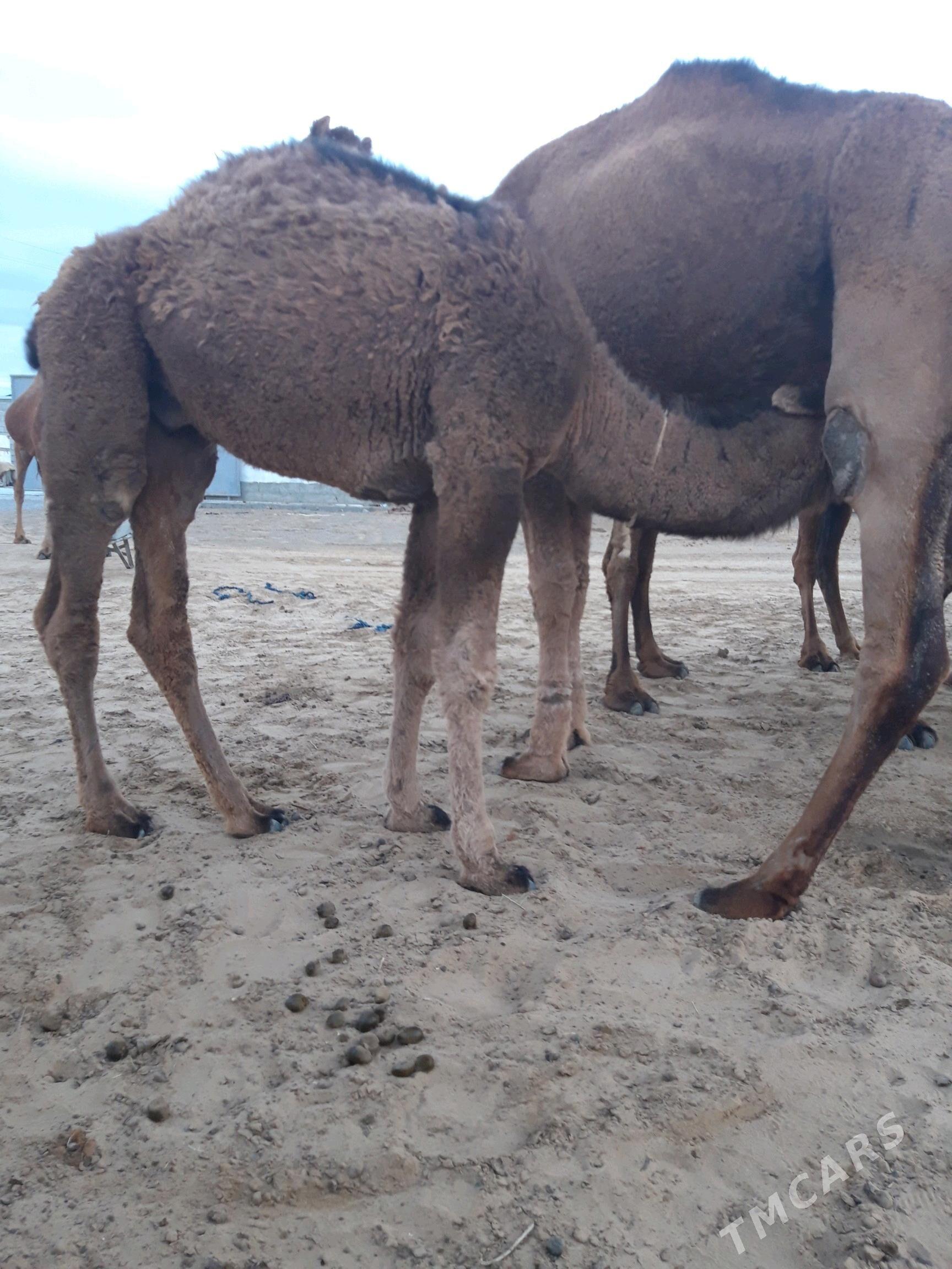 düýe torumly - Ак-Бугдайский этрап - img 1