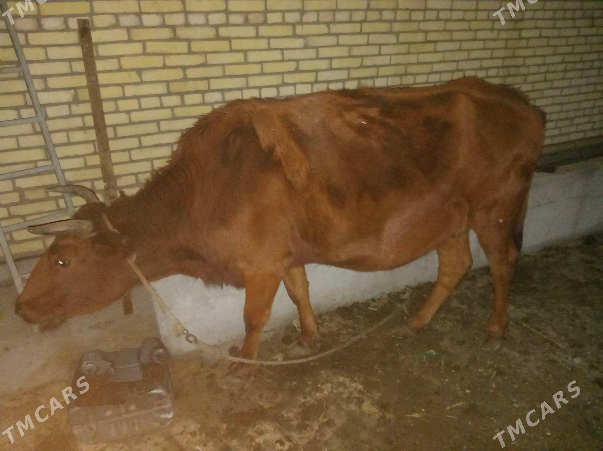 Sygyr - Saýat - img 4