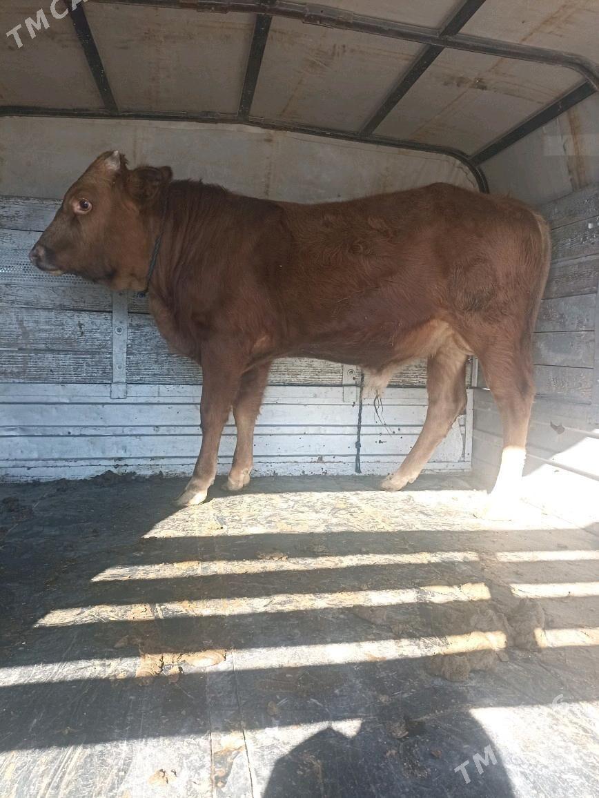 okiz - Берекет - img 1