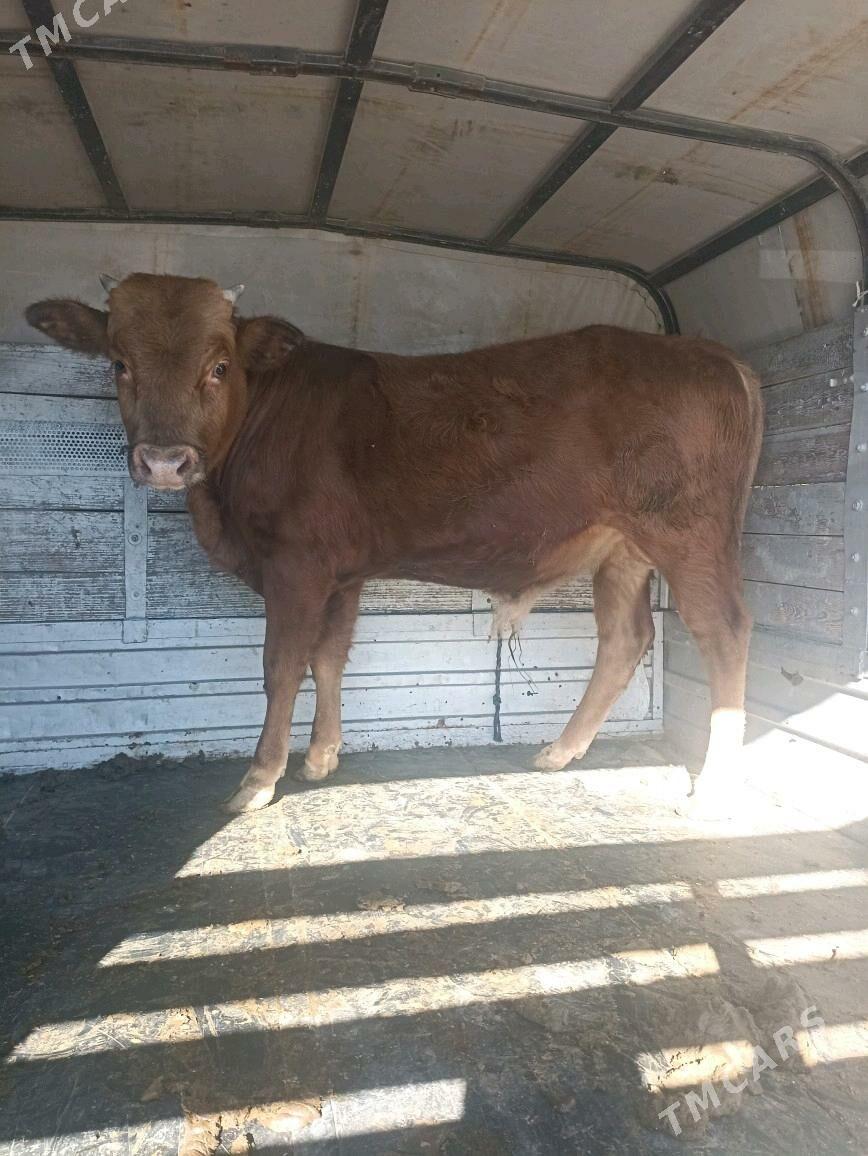 okiz - Берекет - img 2