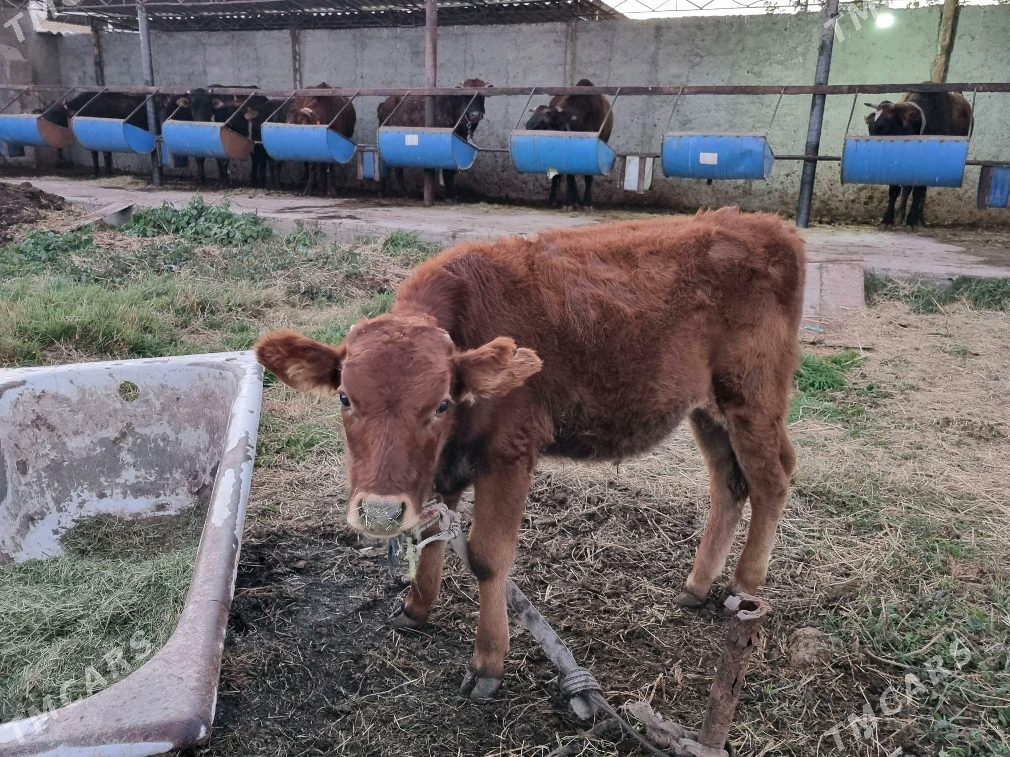 Gulajyn oküzçe - Sakarçäge - img 2