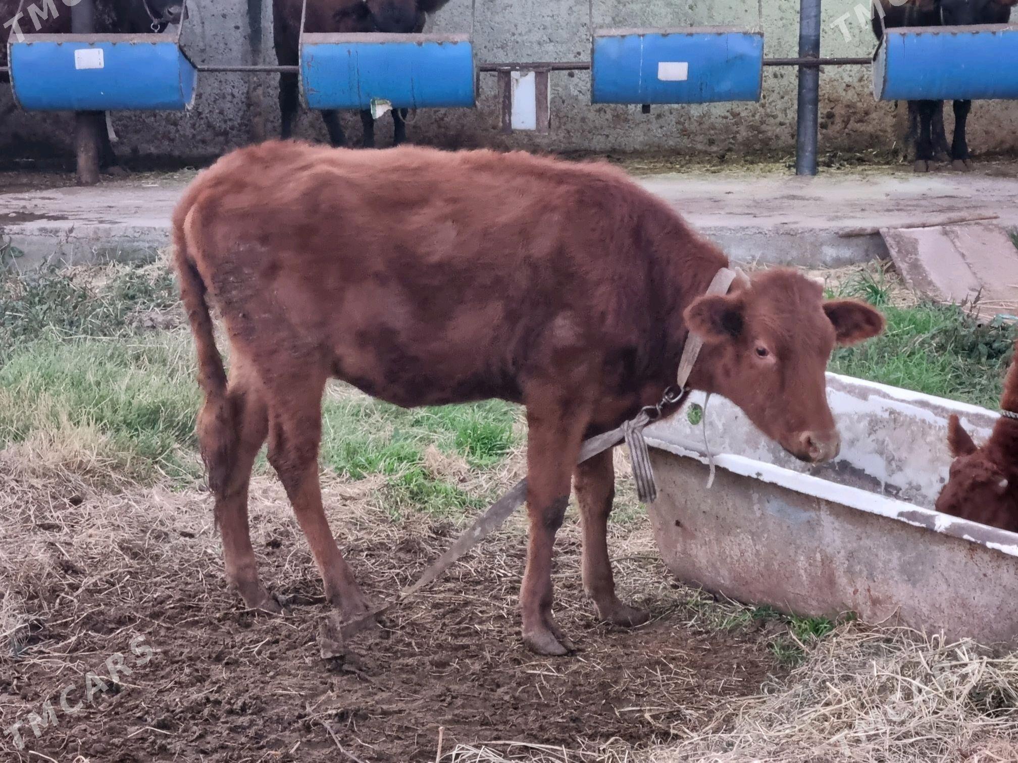 Gulajyn oküzçe - Sakarçäge - img 3