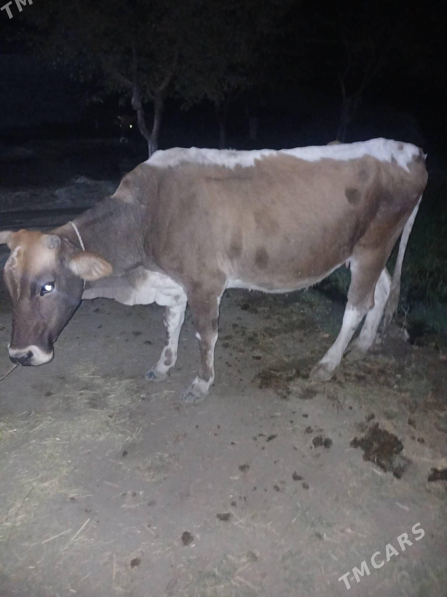 Sygyr - Бахарден - img 3