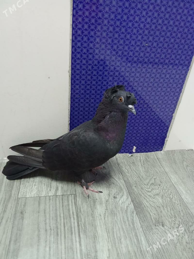 kepderi - Гызыларбат - img 2