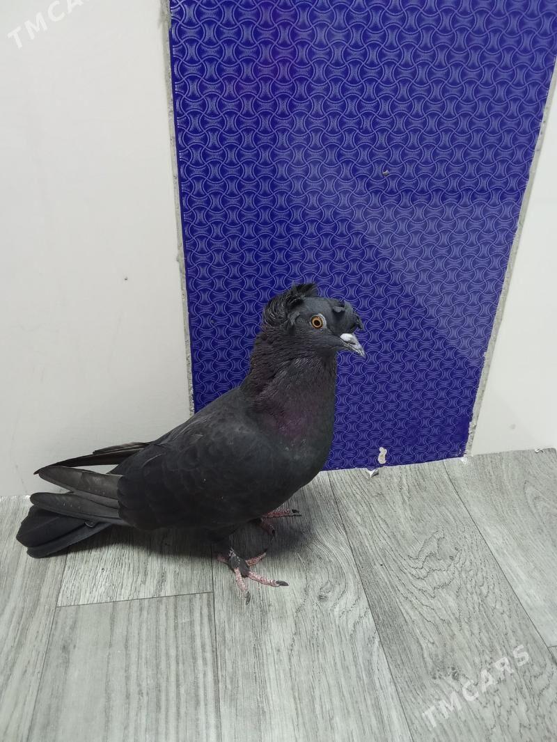 kepderi - Гызыларбат - img 3