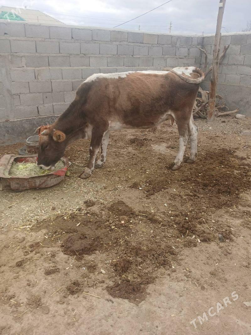 Sygyr - Бахарден - img 2