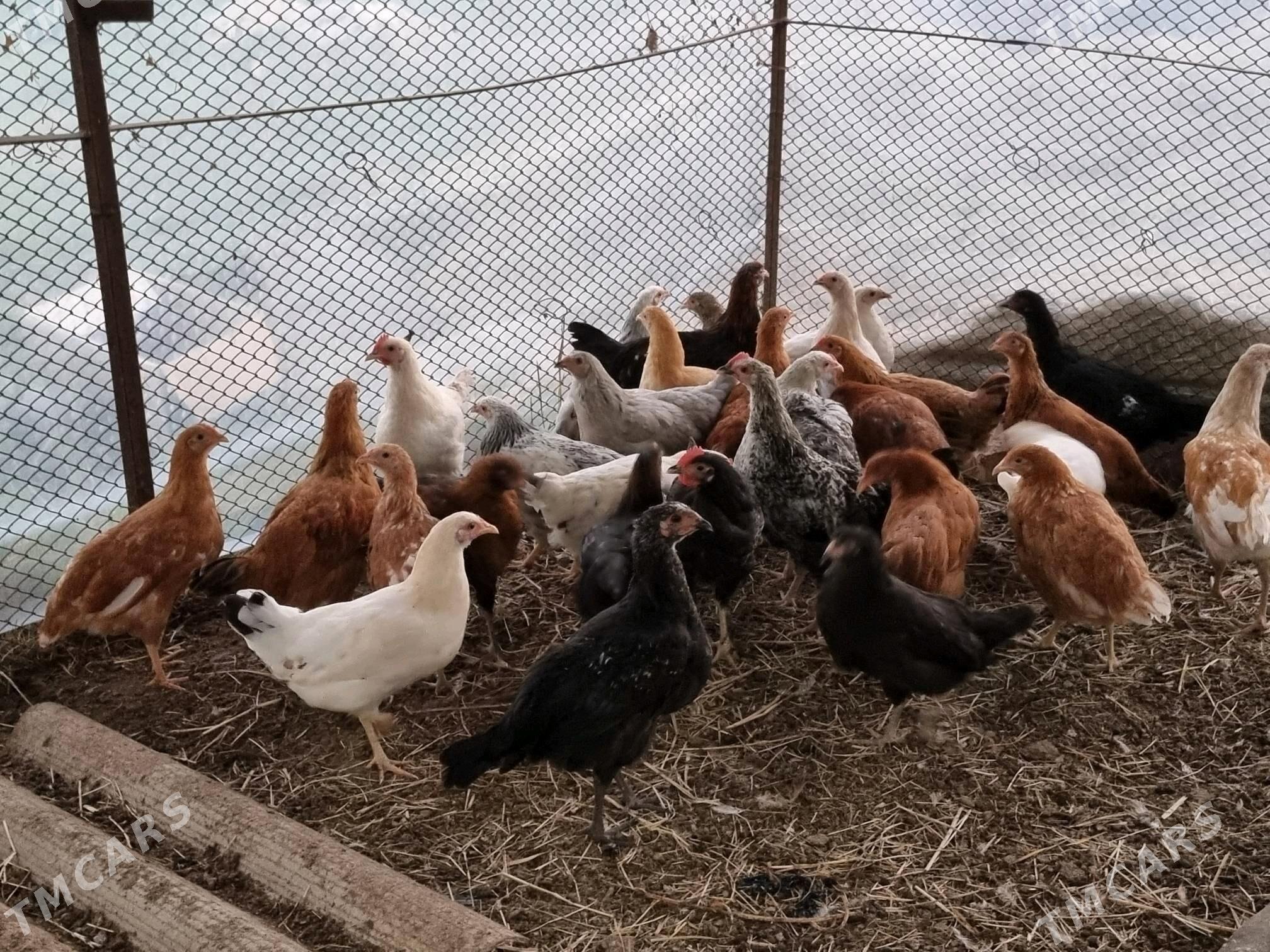 Towuk - Sakarçäge - img 1