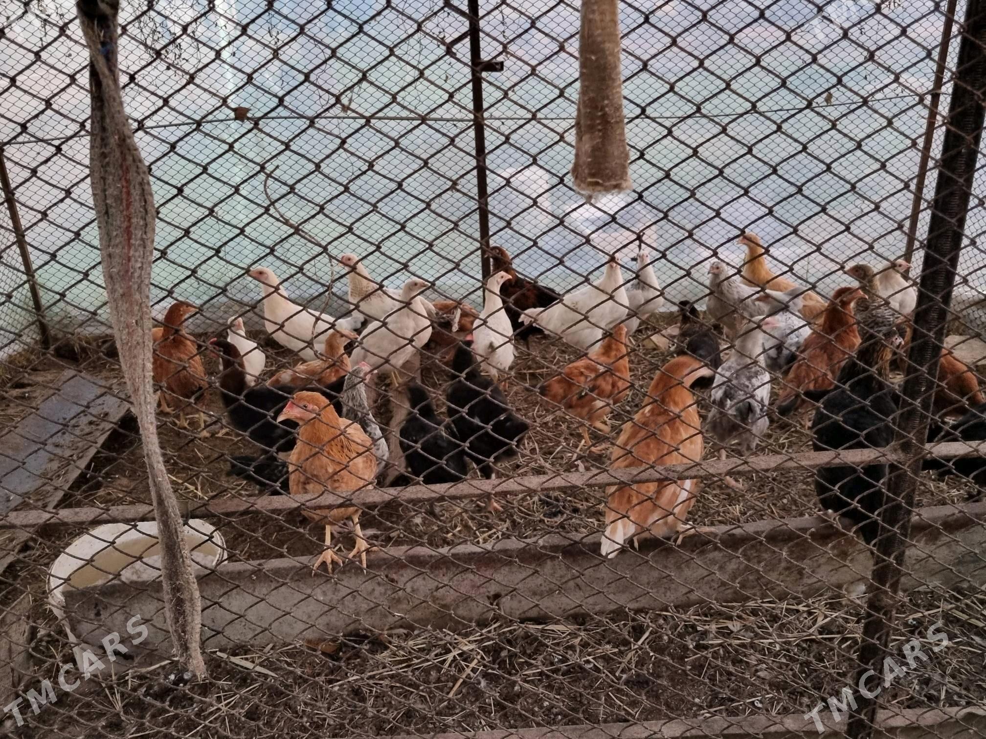 Towuk - Sakarçäge - img 2