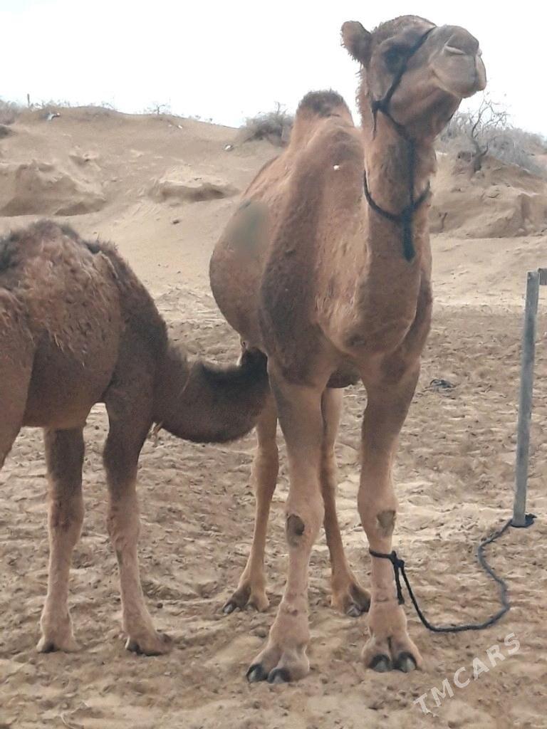 düýe torumly - Ак-Бугдайский этрап - img 3