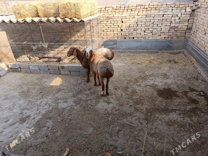 goyun goc - Туркменабат - img 2