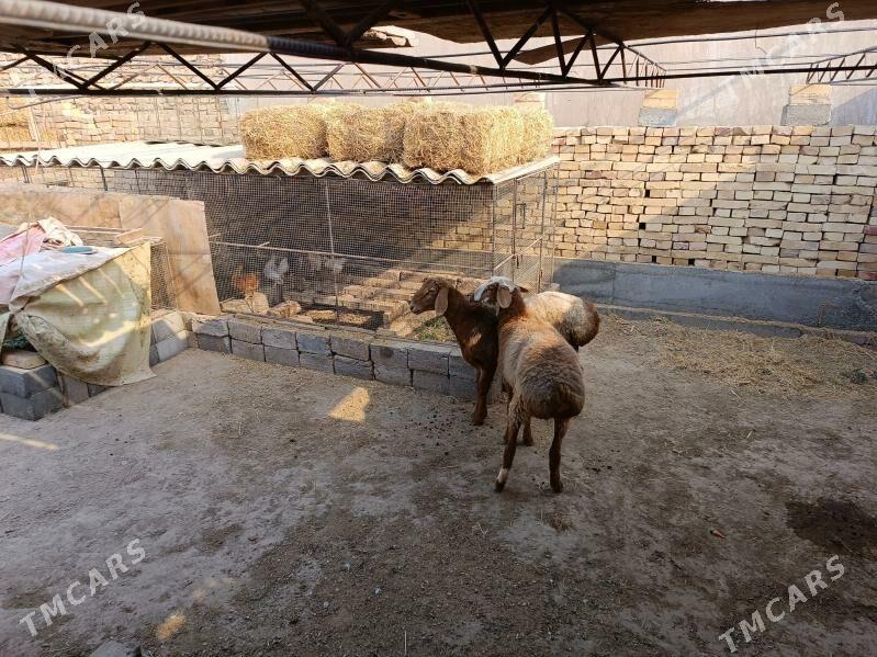 goyun goc - Туркменабат - img 3