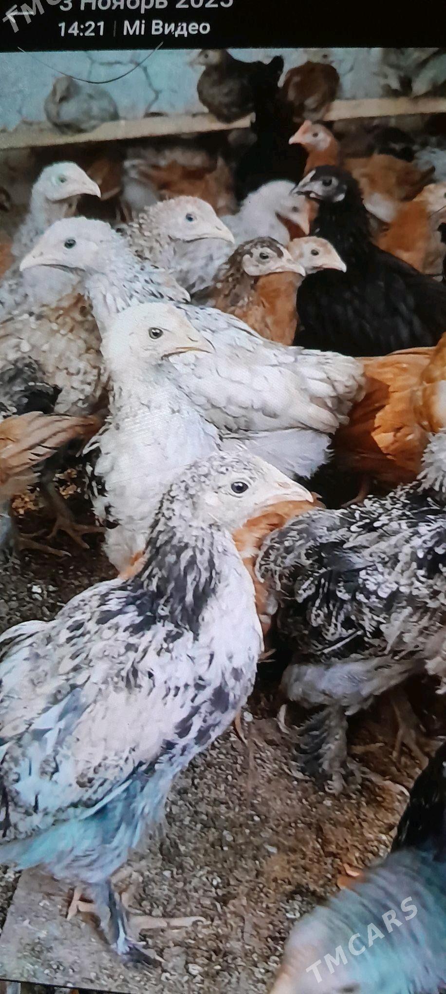 juje - Tejen - img 6