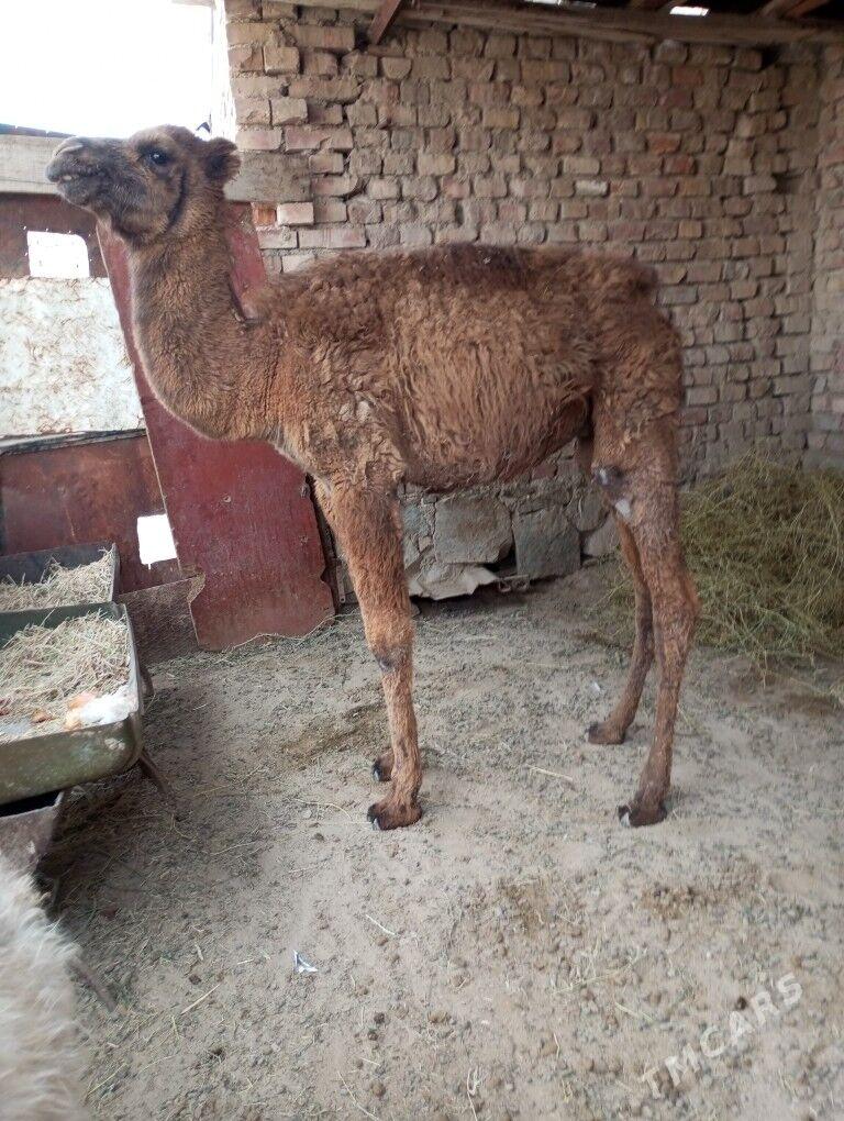 torum - Берекет - img 2