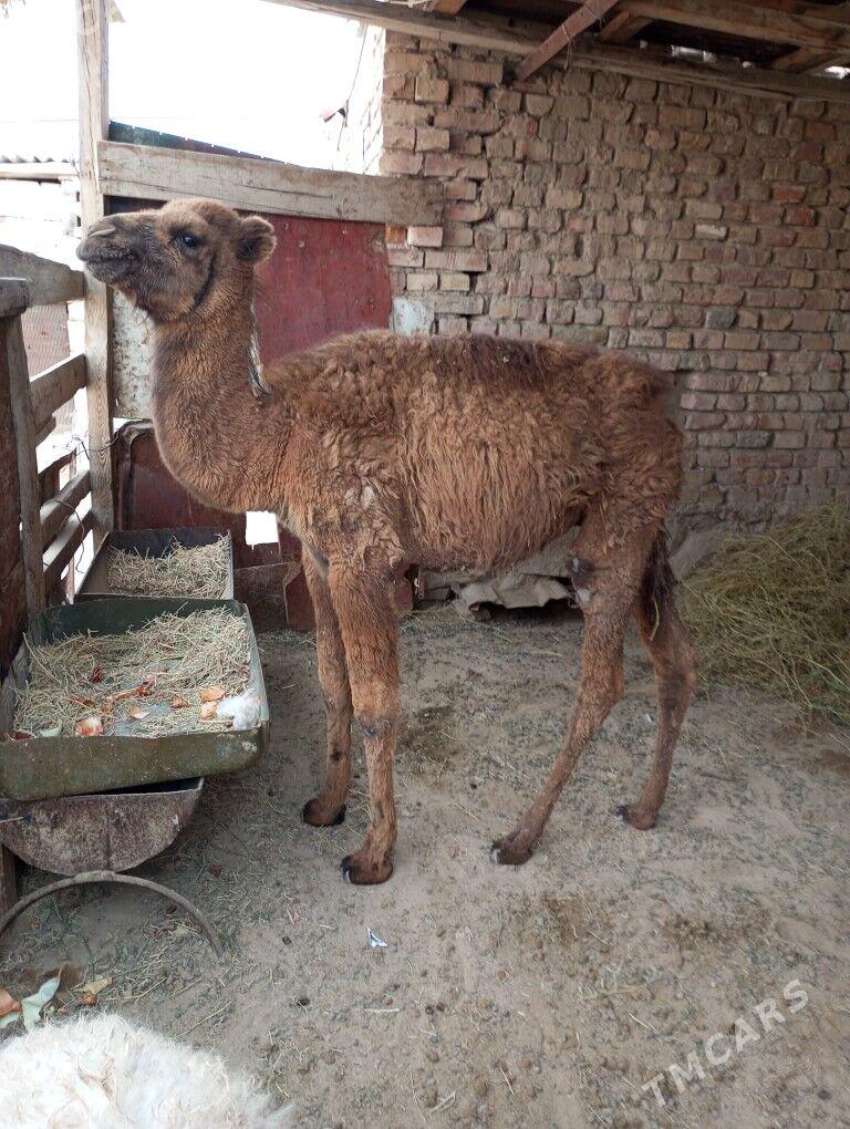 torum - Берекет - img 3