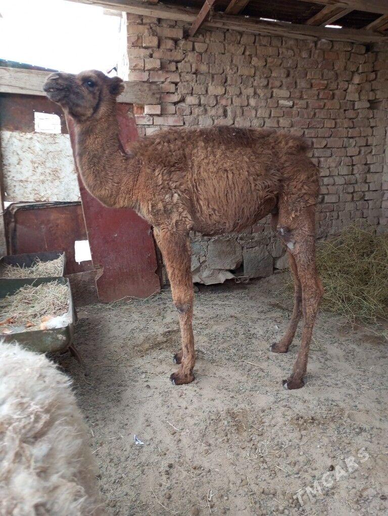 torum - Bereket - img 1