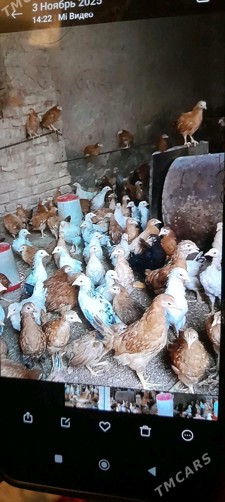 juje - Tejen - img 5