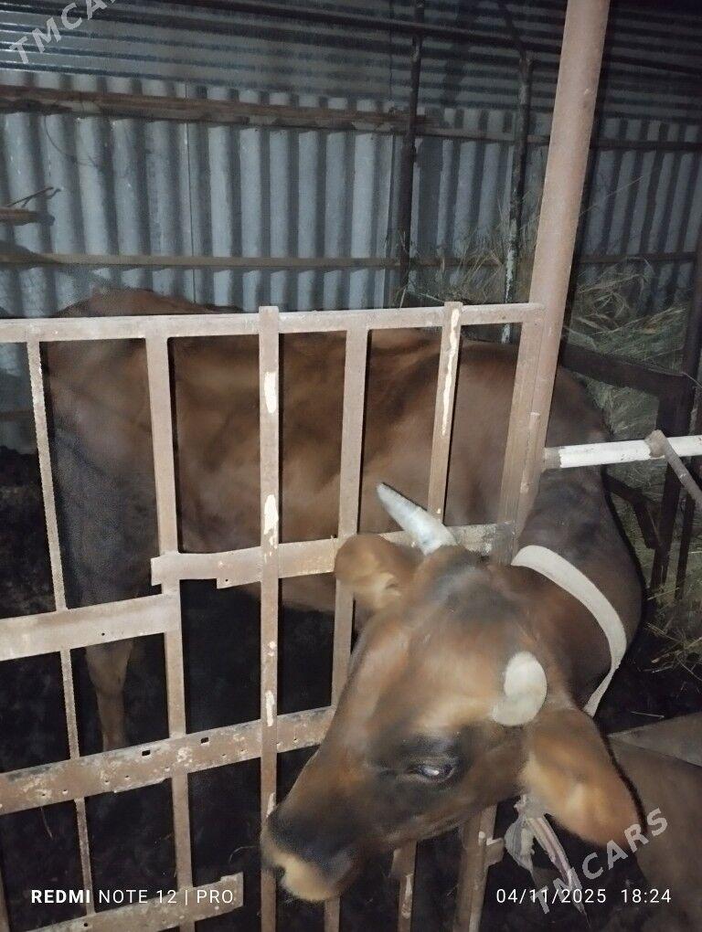 Yaş Gulajyn - Мары - img 4