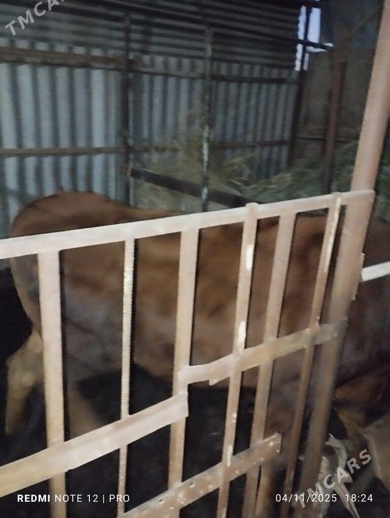 Yaş Gulajyn - Мары - img 3