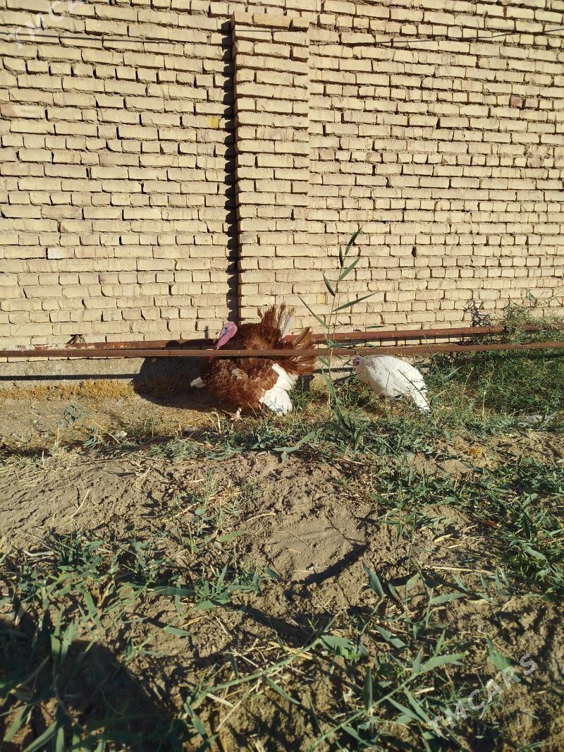 Induk - Baýramaly - img 1