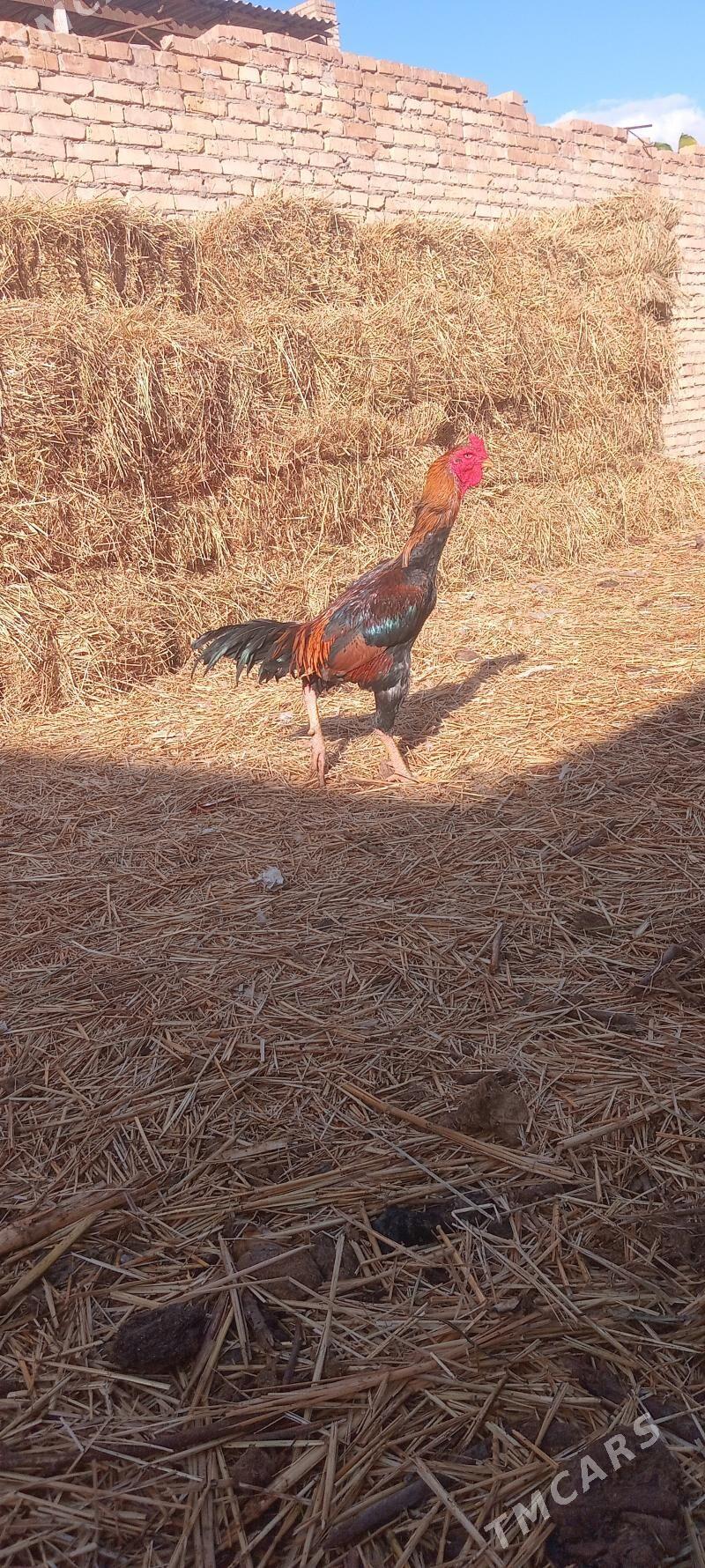 baýsy - Sakar - img 2