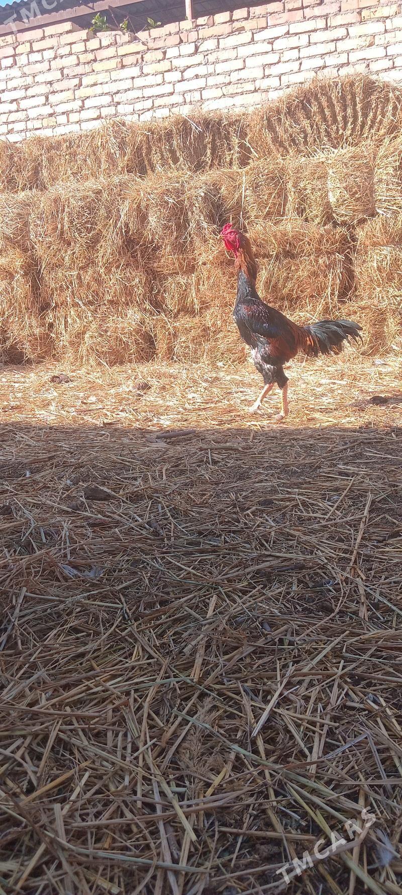 baýsy - Sakar - img 1