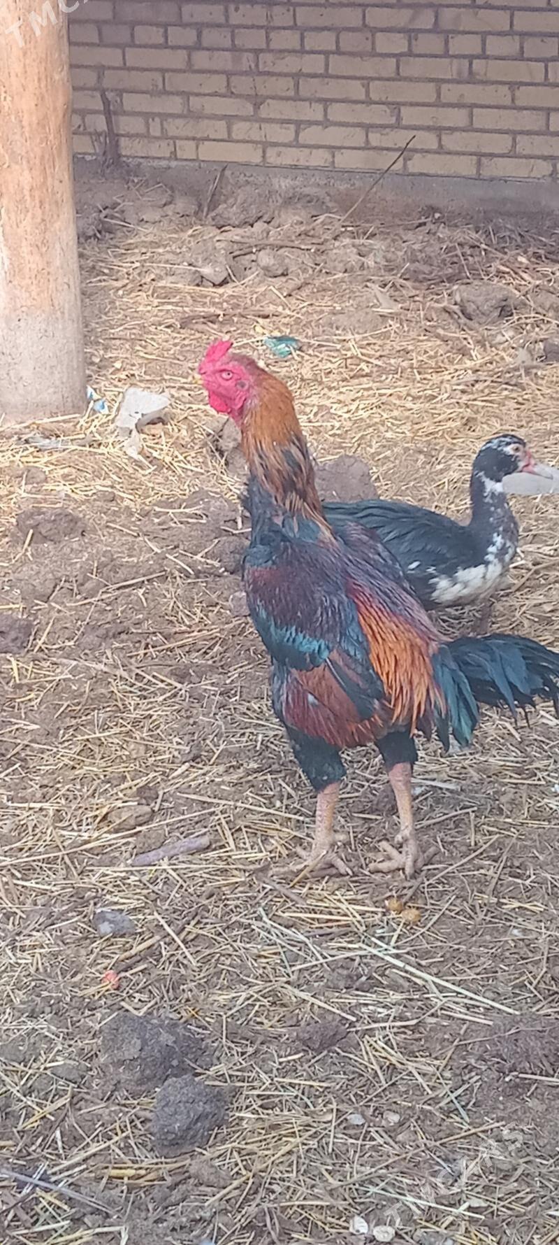 baýsy - Sakar - img 3