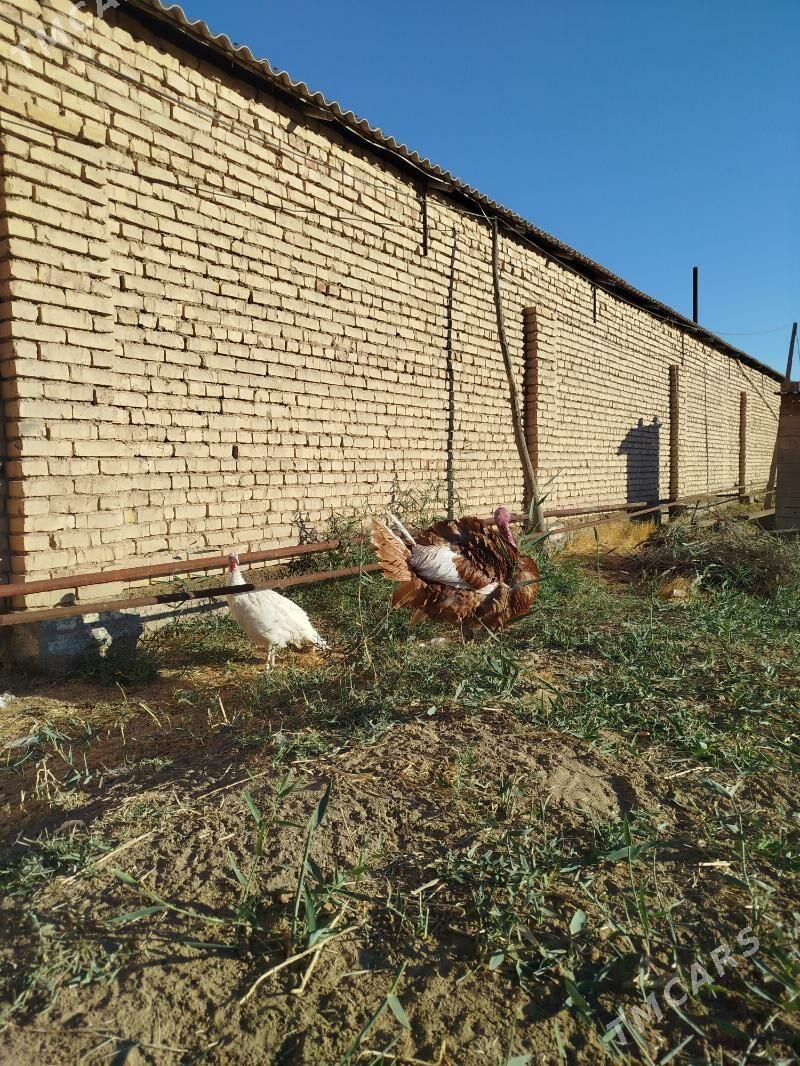 Induk - Baýramaly - img 2