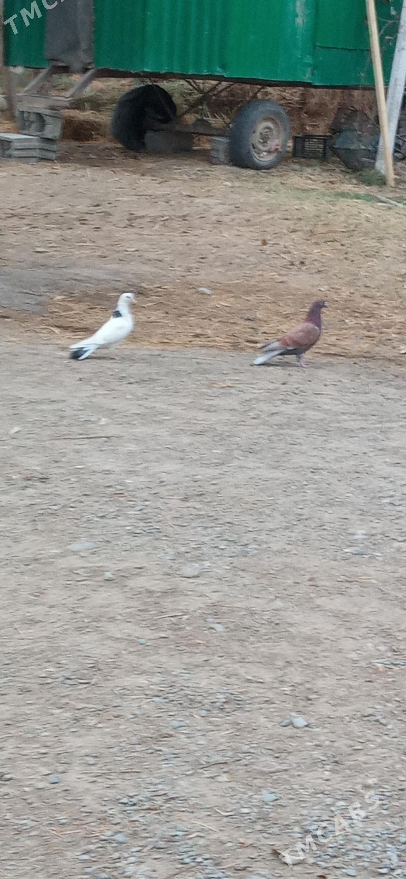 kepderi - Гёкдепе - img 3