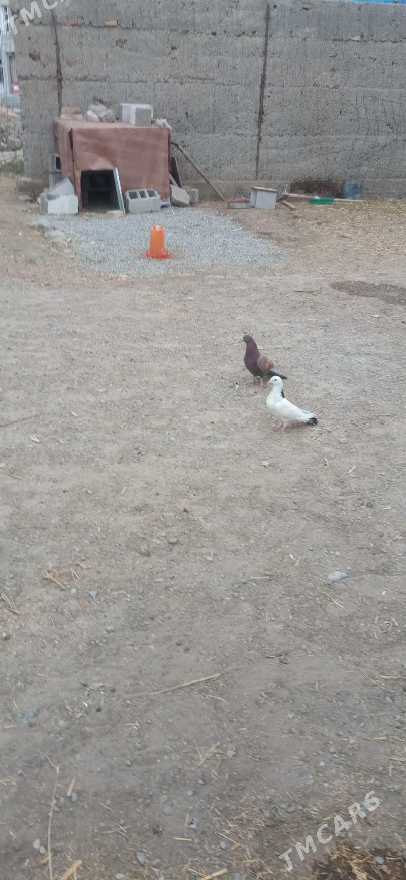 kepderi - Гёкдепе - img 1