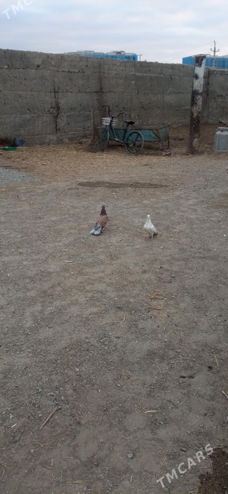 kepderi - Гёкдепе - img 2