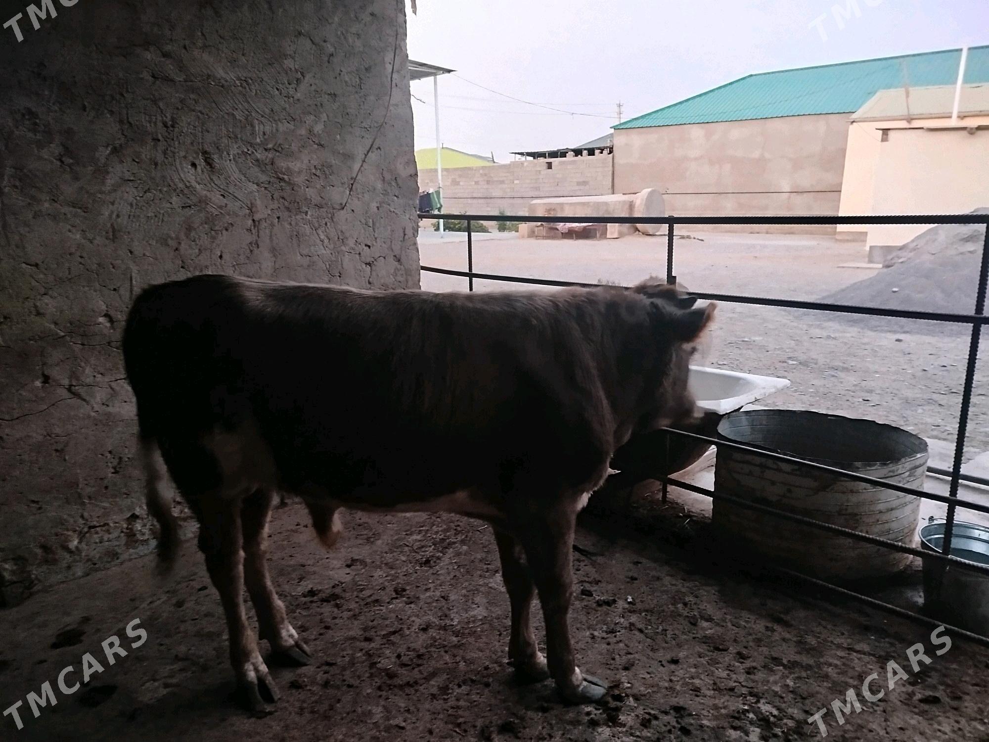 okuz tohum - Çoganly - img 1