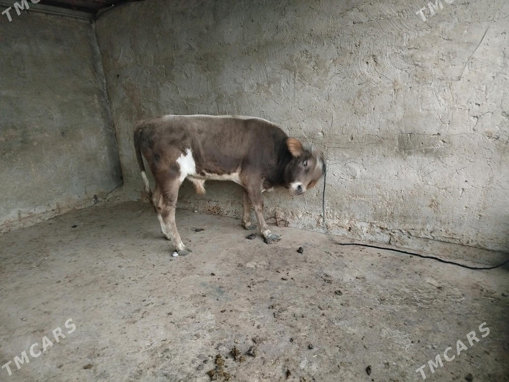 okuz tohum - Çoganly - img 2