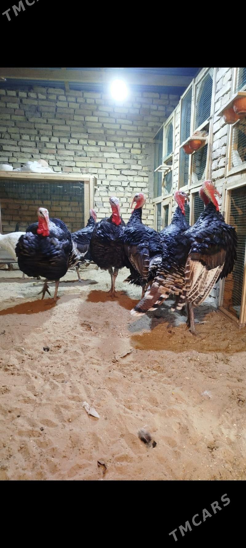 Induk - Байрамали - img 1