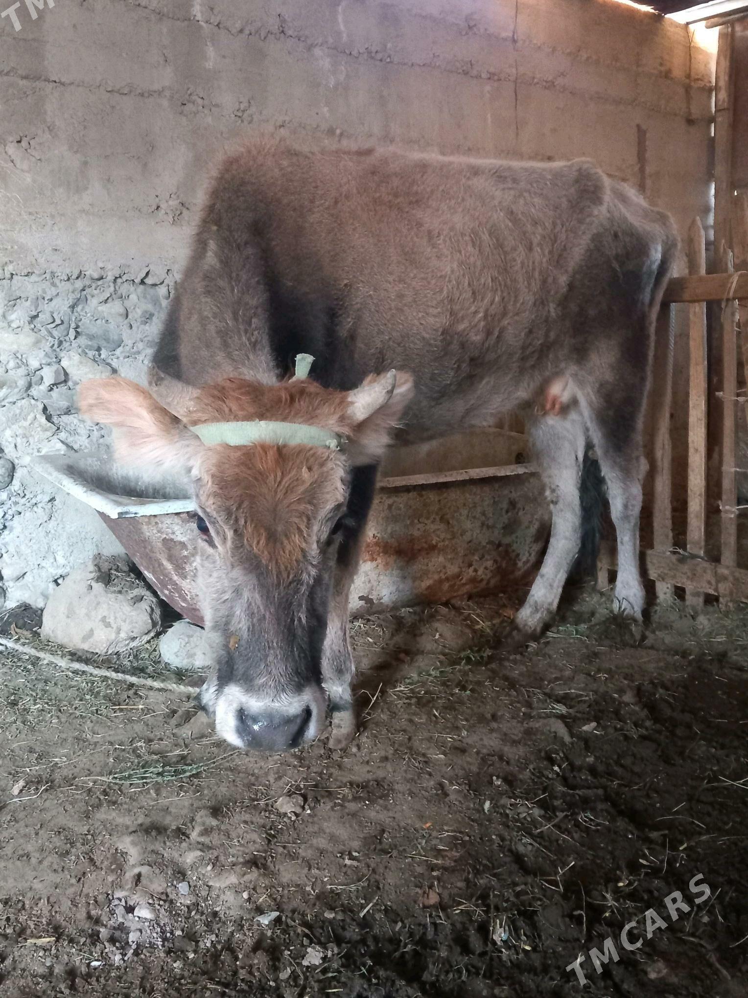 Gysyr  sygyr - Гызыларбат - img 2