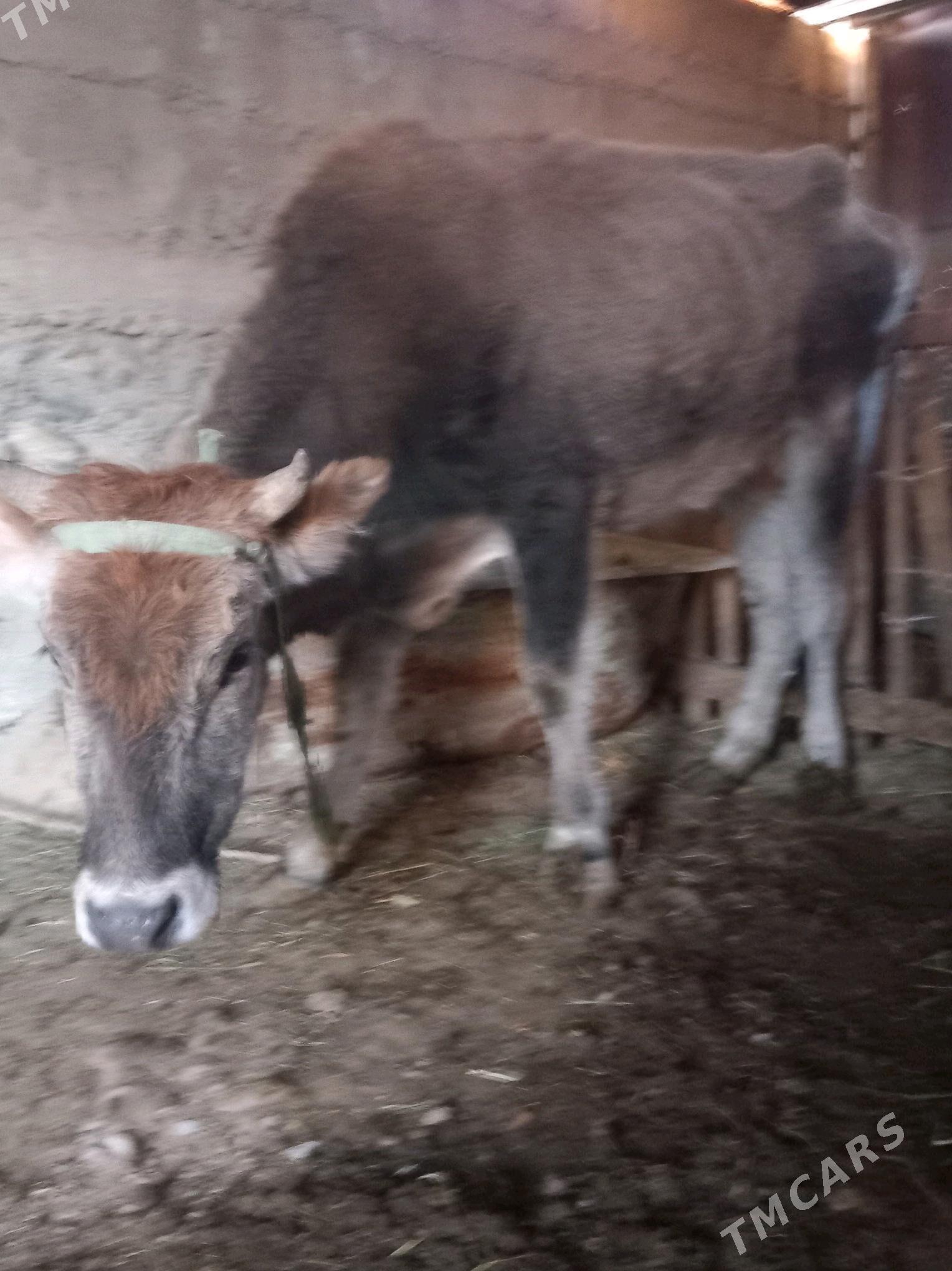 Gysyr sygyr - Gyzylarbat - img 1