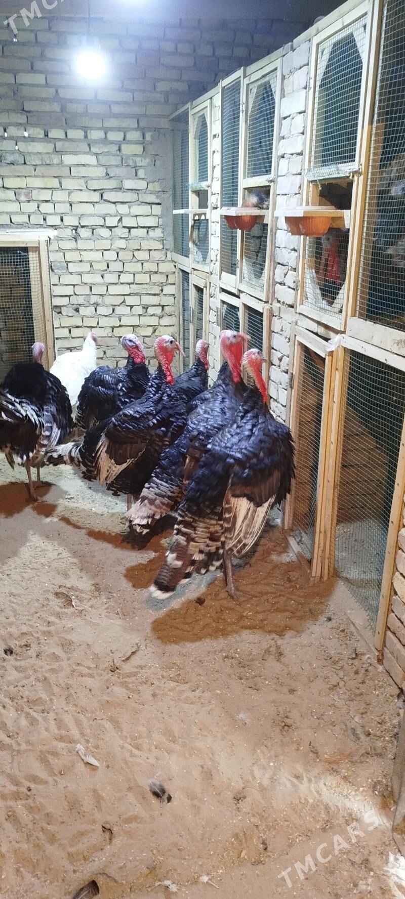 Induk - Байрамали - img 2