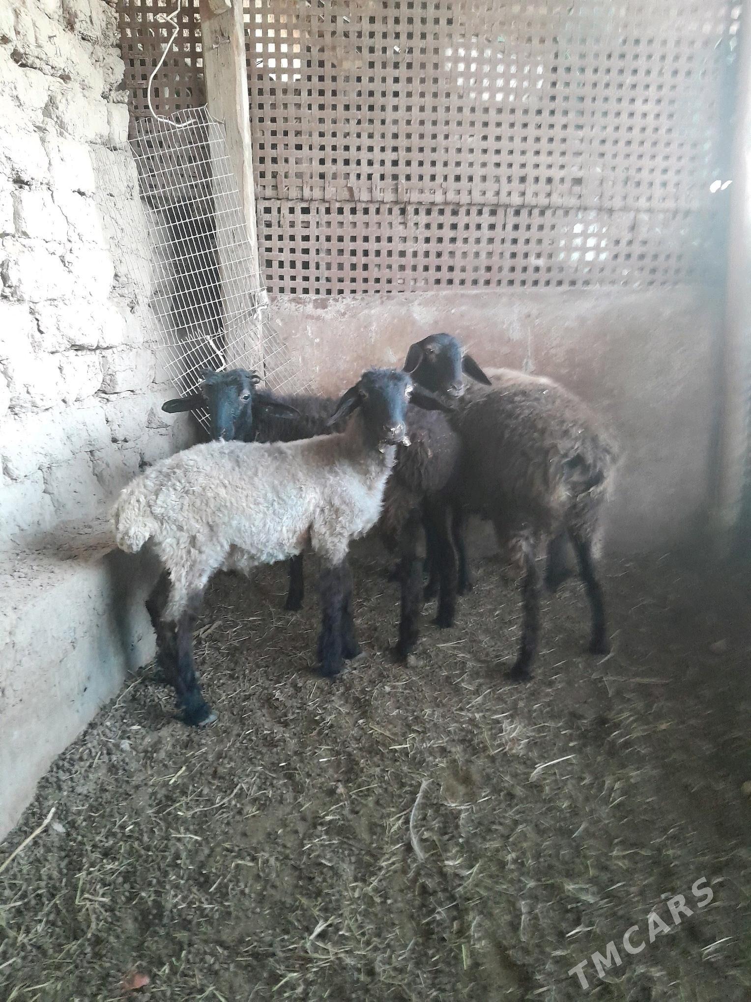 goc guzular - Türkmenabat - img 2