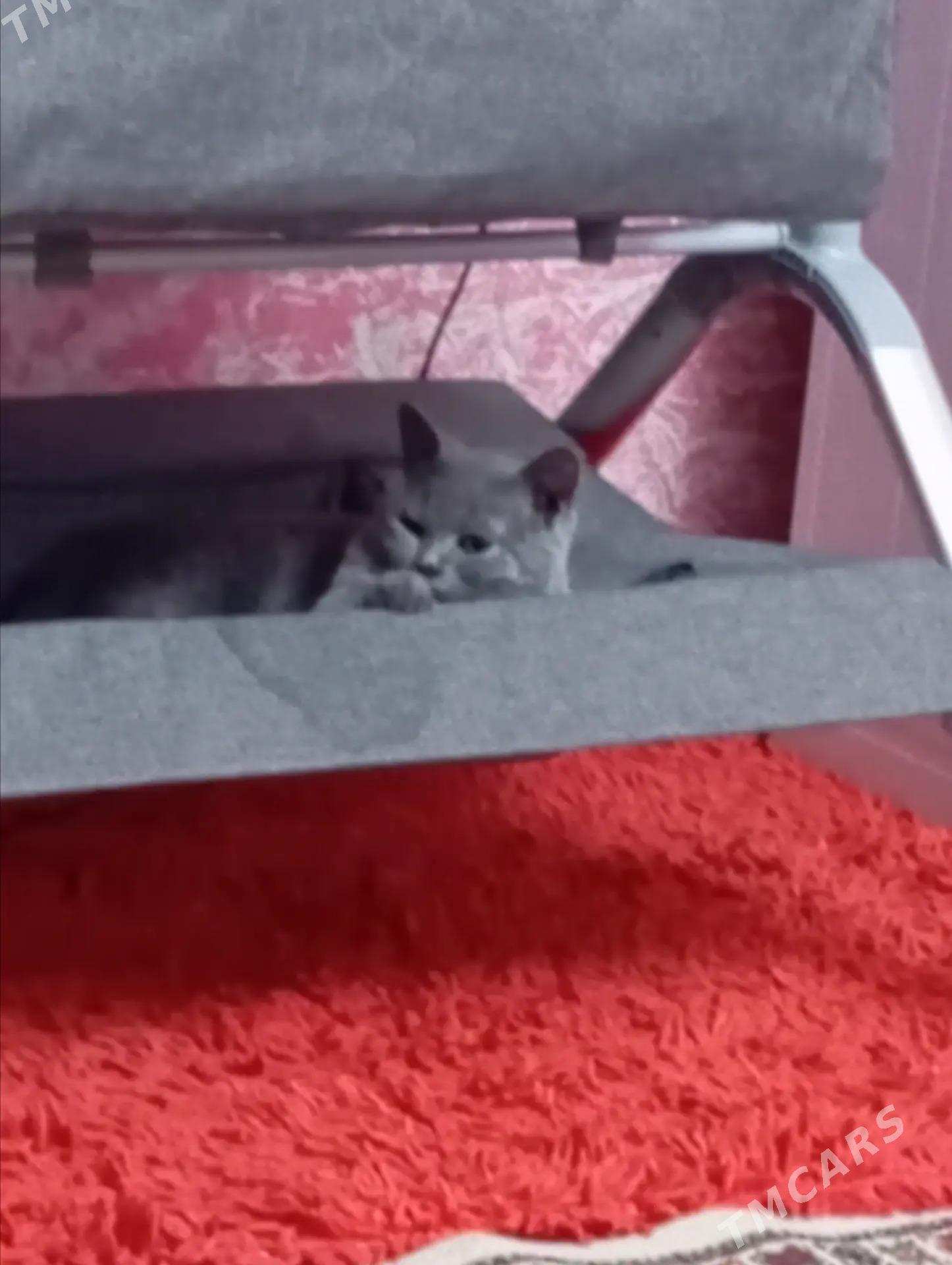 sotlan pisik - Hitrowka - img 5