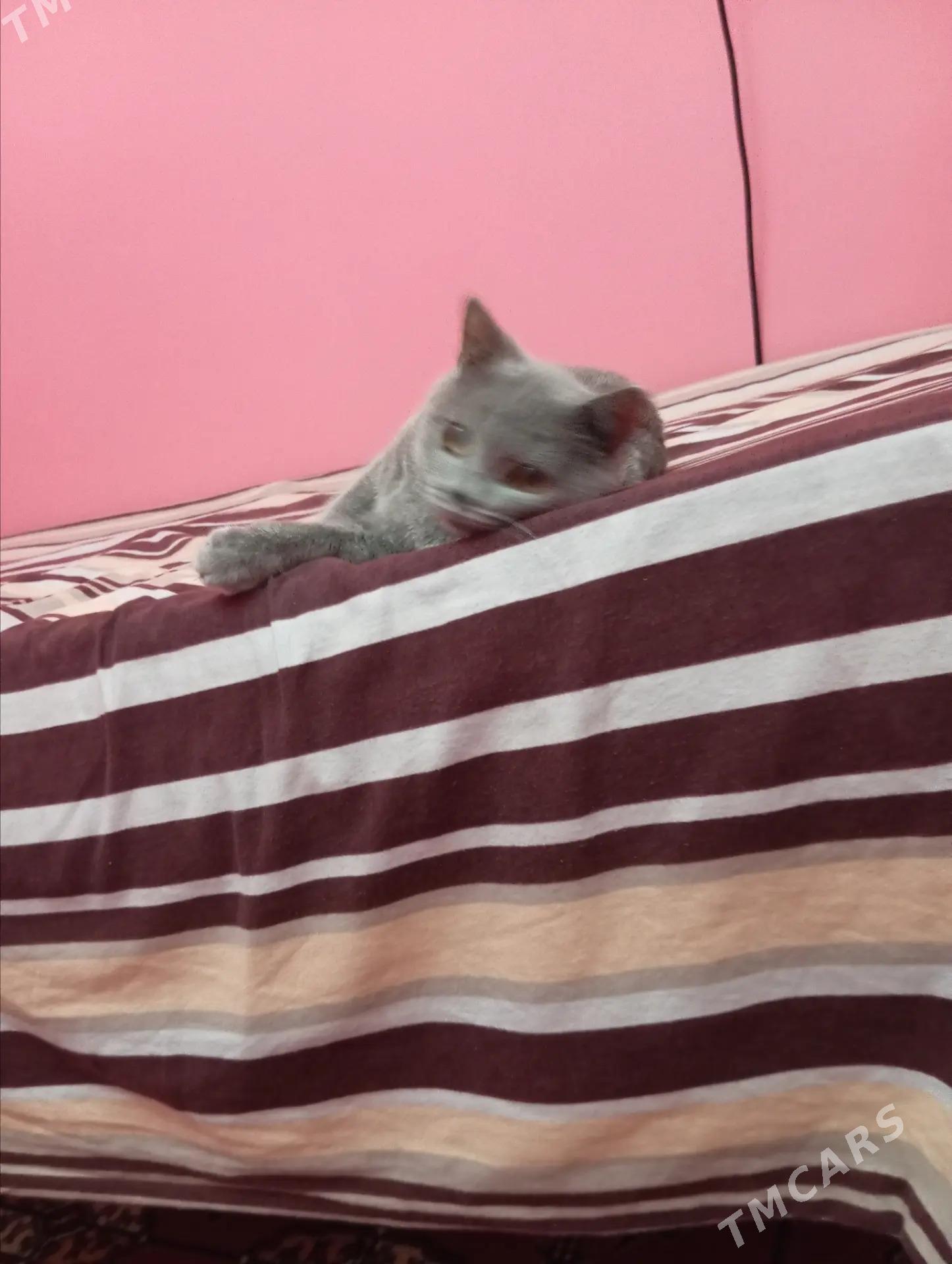 sotlan pisik - Hitrowka - img 4