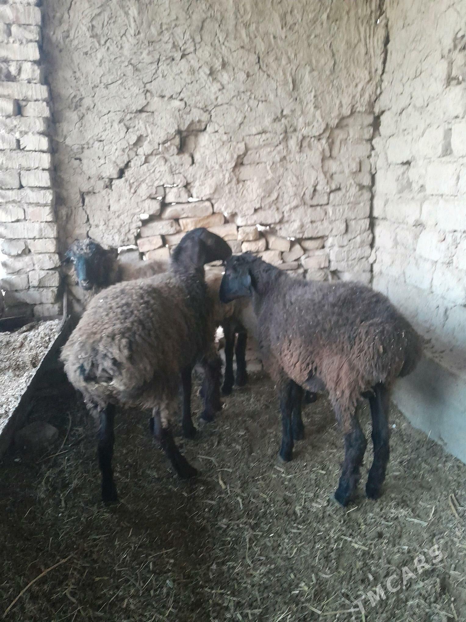 goc guzular - Türkmenabat - img 1