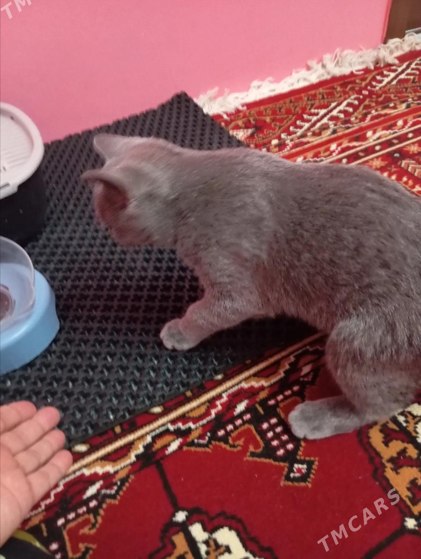 sotlan pisik - Hitrowka - img 6