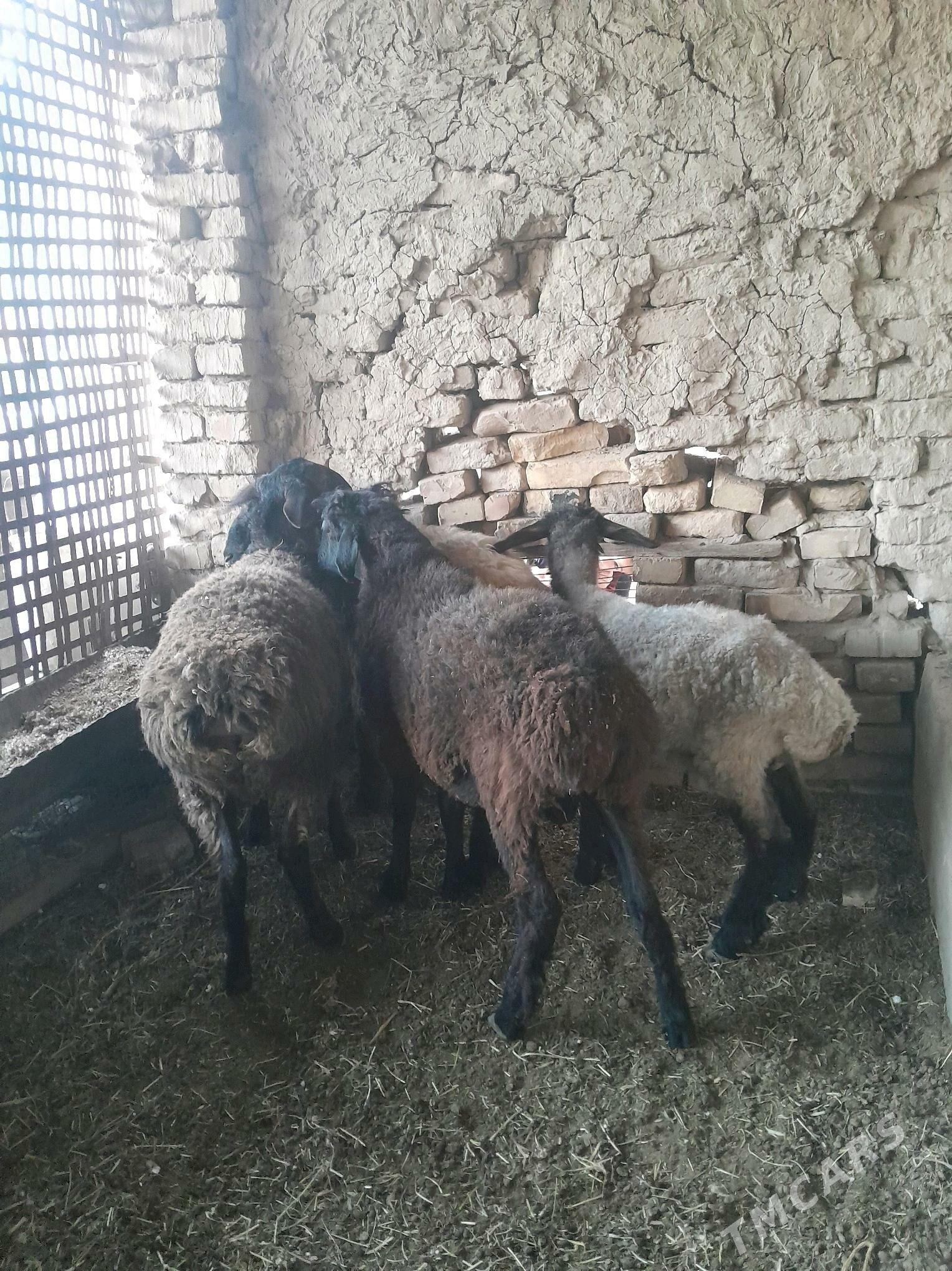 goc guzular - Türkmenabat - img 3